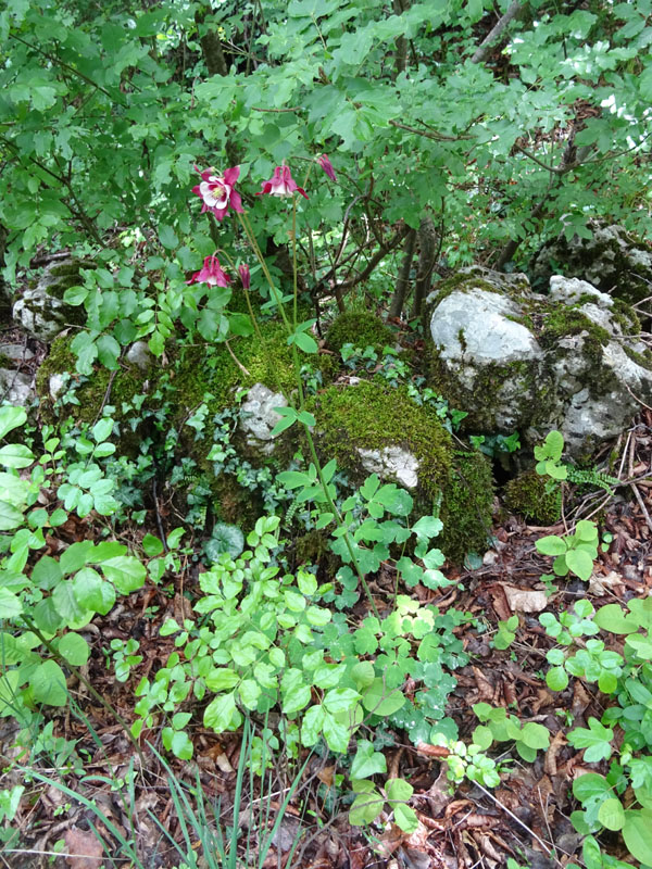 Aquilegia caerulea ''Rotstern''